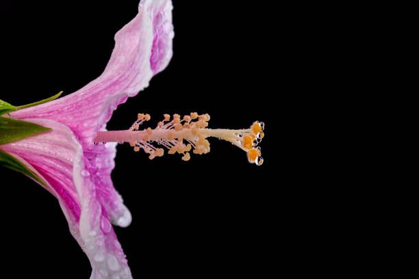 istock Macro pink hibiscus flower. Studio shot isolated on black 918535958