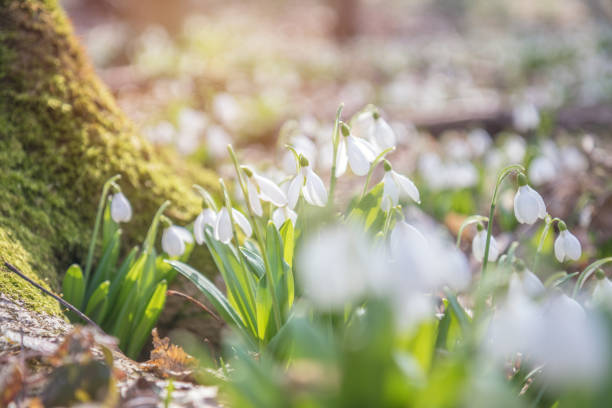 istock Sunrise light on the white tender snowdrops in the spring forest. 918536360