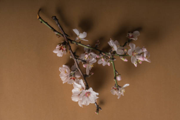istock Almond blossom on brown background 918536824