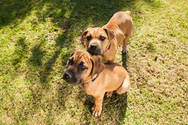 Two beautiful Boerboel puppies relaxing on the grass at the park, both are looking off camera.