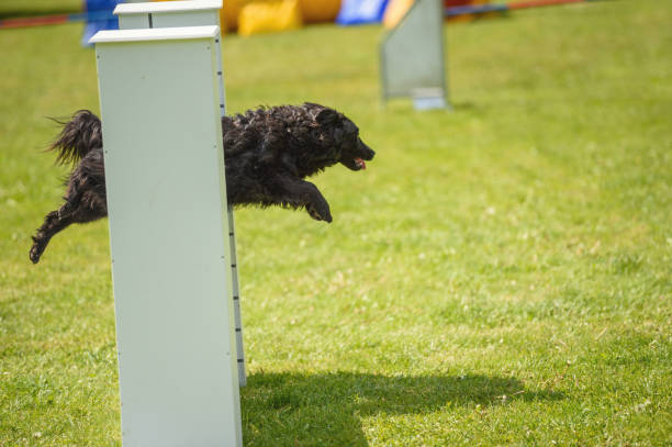 istock Side View Of Black Dog 918541780