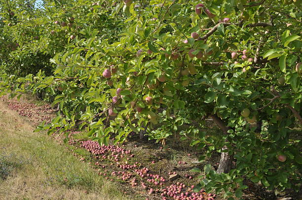 maçãs - macintosh apple imagens e fotografias de stock