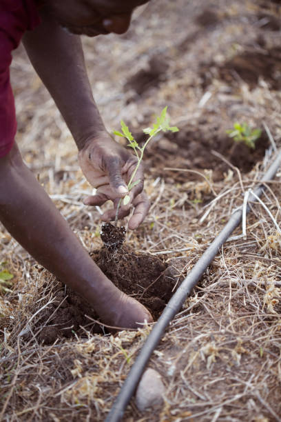 istock Farmer Planting Tomato Shoots 918545670