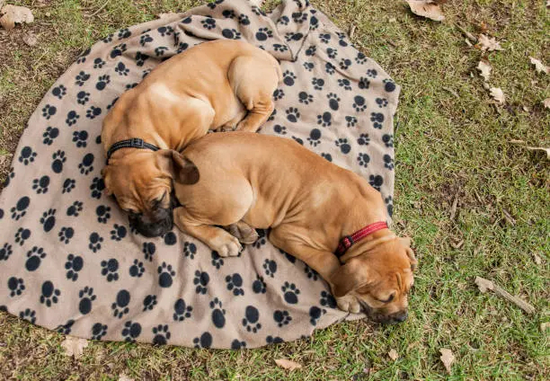 Portraint of two young boerboel puppies laying on a blanket in the park, both puppies are sleeping.