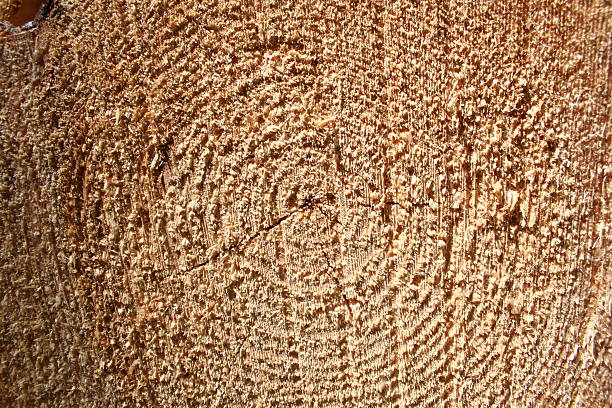 Holz Textur grain – Foto