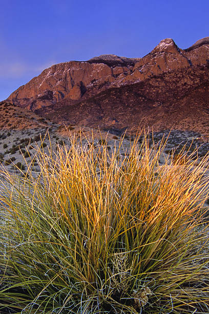 istock landscape sunset mountain desert yucca 91854844