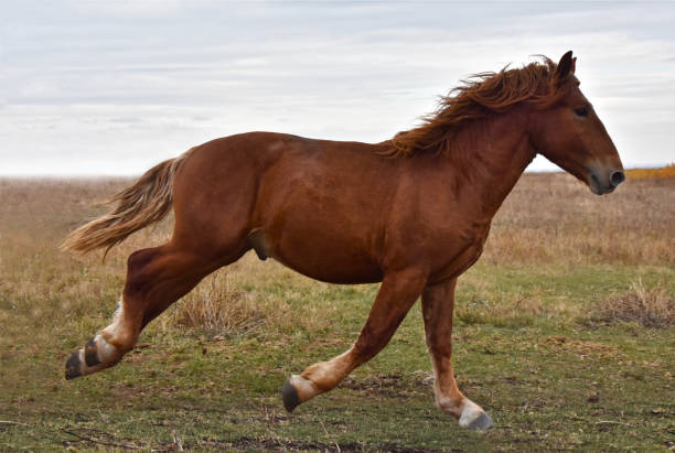 istock horse breeds Russian heavy-duty 918549730