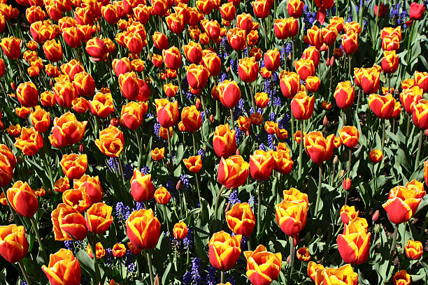 Orange tulips w/purple accents stock photo