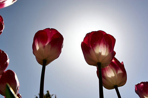 Transparent Pink Tulips stock photo