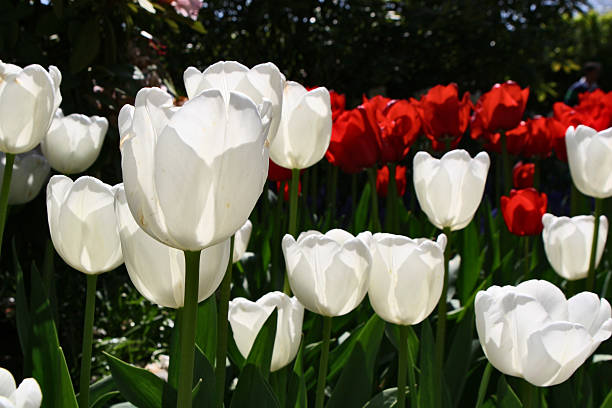 Red & White Tulips stock photo