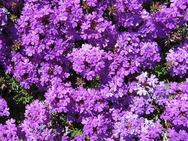 istock Persian stonecress, Aethionema grandiflorum 91855258