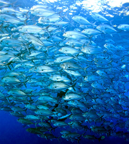istock Schooling Bigeye Trevally 91855573