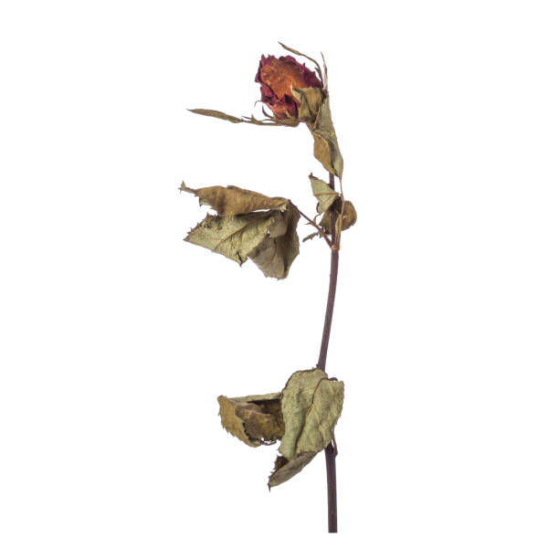 istock Brown dry rose flower with leaf. Studio shot isolated on white 918555924