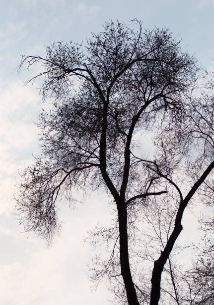 istock tree branches against the backdrop of the sunset 918556944