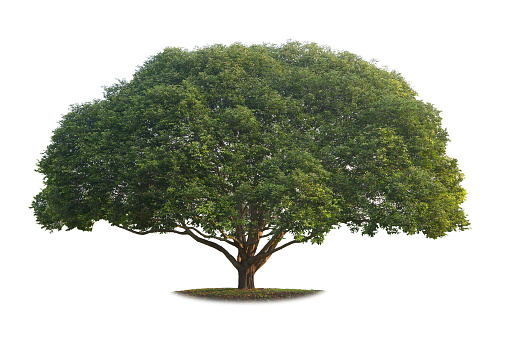 A real big tree isolated on white background. This is an element object.