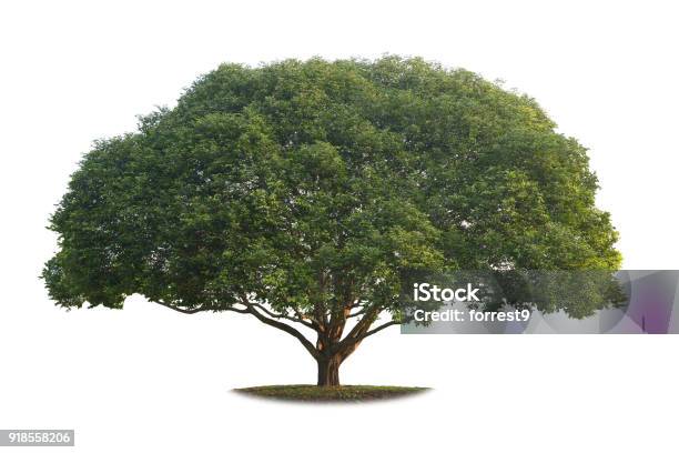 A Real Big Tree Isolated On White Background Stock Photo - Download Image Now - Tree, Large, White Background