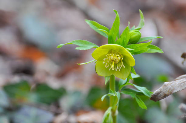 istock Christmas rose, Helleborus odorus 918558550