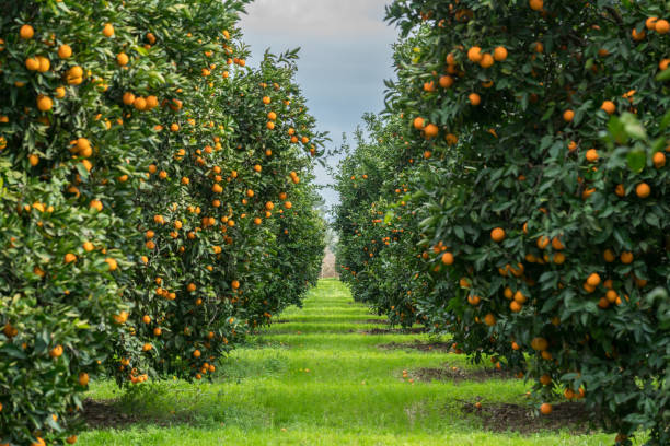 оранжевое дерево - fruit blossom стоковые фото и изображения