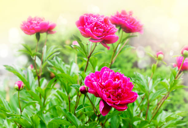 istock Beautiful Peonies on blurred garden background 918561930
