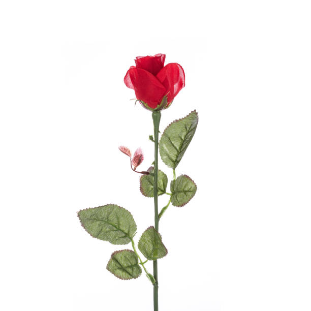 istock Red of artificial flower. Studio shot isolated on white 918562104