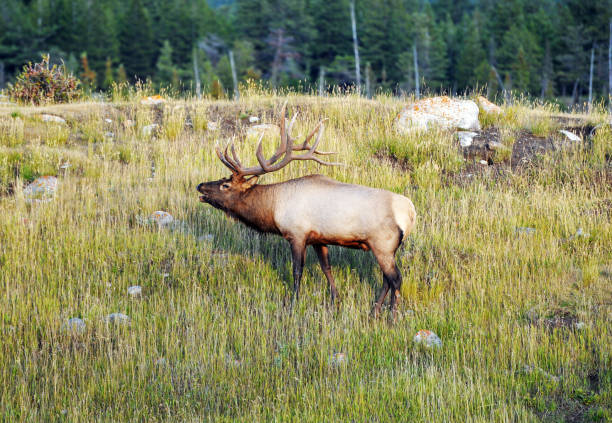 istock Bull elk bugling in Jasper National Park,Alberta,Canada 918565602