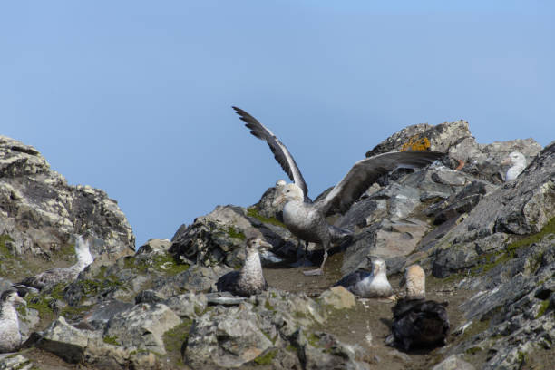 istock Giant petrels on rock 918565812