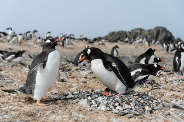 istock Gentoo penguin with chicks in nest 918568974