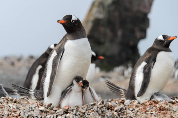 istock Gentoo penguin with chicks in nest 918569566