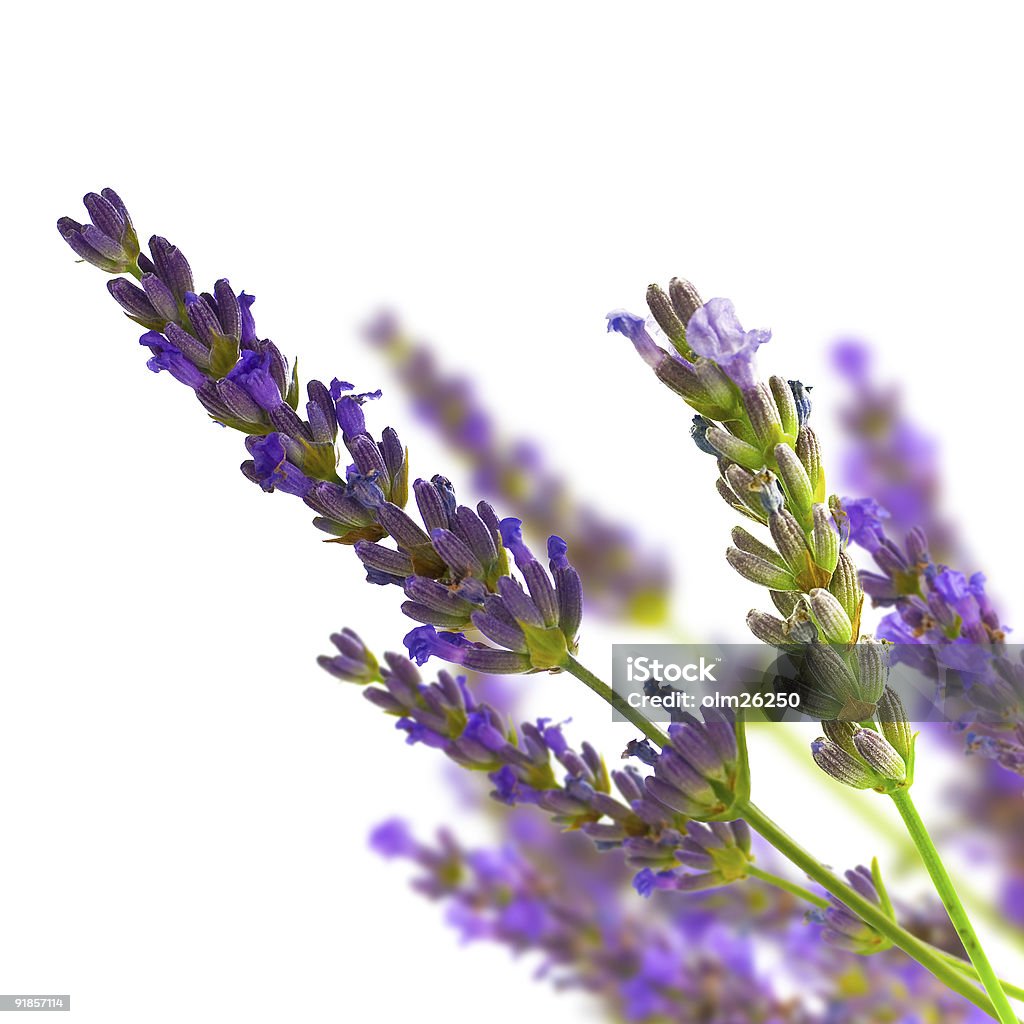 bunch of lavender isolated over white bunch of lavender on blurred background French Lavender Stock Photo