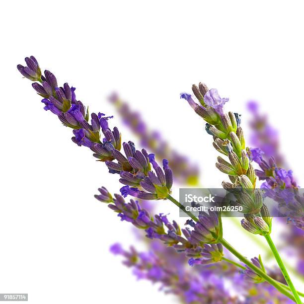 Bunch Of Lavender Isolated Over White Stock Photo - Download Image Now - French Lavender, Cut Out, White Background