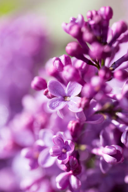 istock beautiful lilac flowers in nature 918571926
