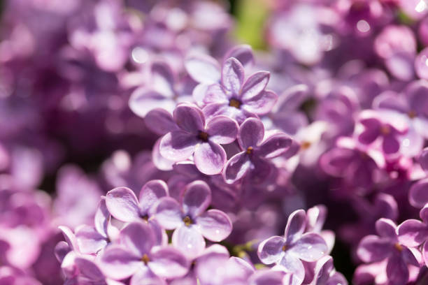 istock beautiful lilac flowers in nature 918572710