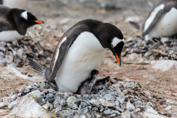 istock Gentoo penguin with chicks in nest 918573118