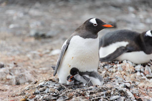 istock Gentoo penguin with chicks in nest 918573448