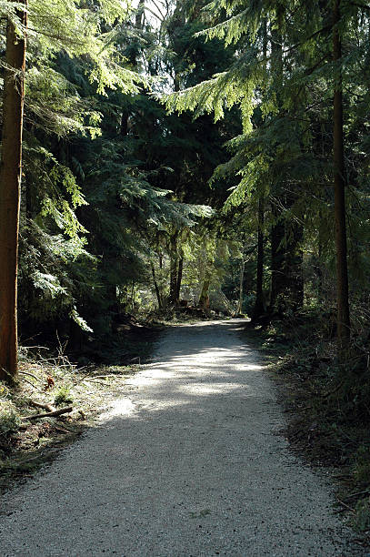 Cтоковое фото Лесной Путь