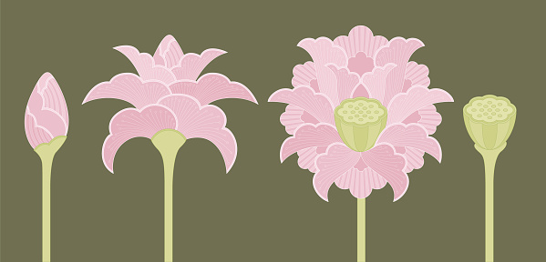 Colored illustration of ornamental Indian lotus flowers in four different phases: bud, opening blossom, full blossom and seed pod.