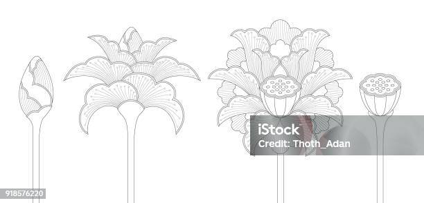 Lotus Flower Set With Bud Blossom And Seed Pod Stock Illustration - Download Image Now