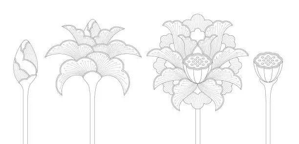 Vector illustration of Lotus Flower Set with Bud, Blossom and Seed Pod (Line Art)