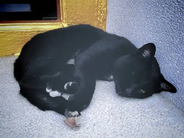 Sleeping Black Cat Near the Window