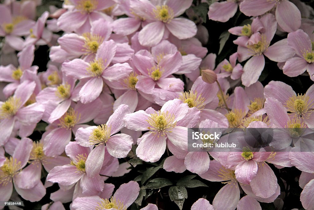 Bela Clematis Montana flores de escalada planta cor-de-rosa - Foto de stock de Abundância royalty-free