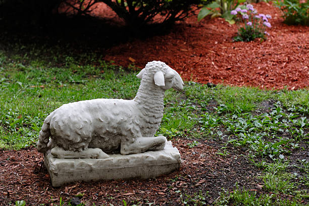 Agnus  meek as a lamb stock pictures, royalty-free photos & images