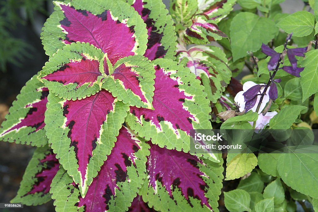 Leaves  Color Image Stock Photo