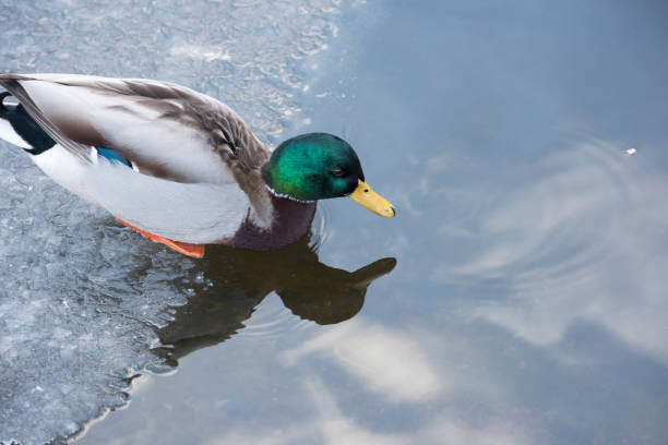 istock Mallard duck getting into the water from an ice floe 918587178