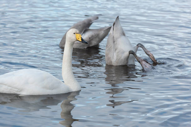 Three whooper swans, one adult and two young individuals, are swimming in the cold water of a lake in winter. The two young swans (with grey feathers) are diving for food.