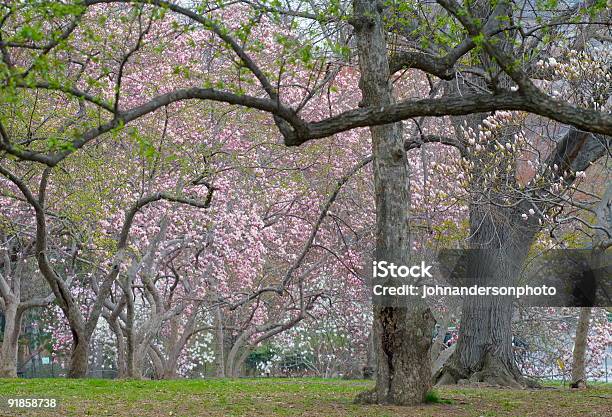 Photo libre de droit de Printemps À Central Park banque d'images et plus d'images libres de droit de Arbre - Arbre, Bouton de fleur, Capitule