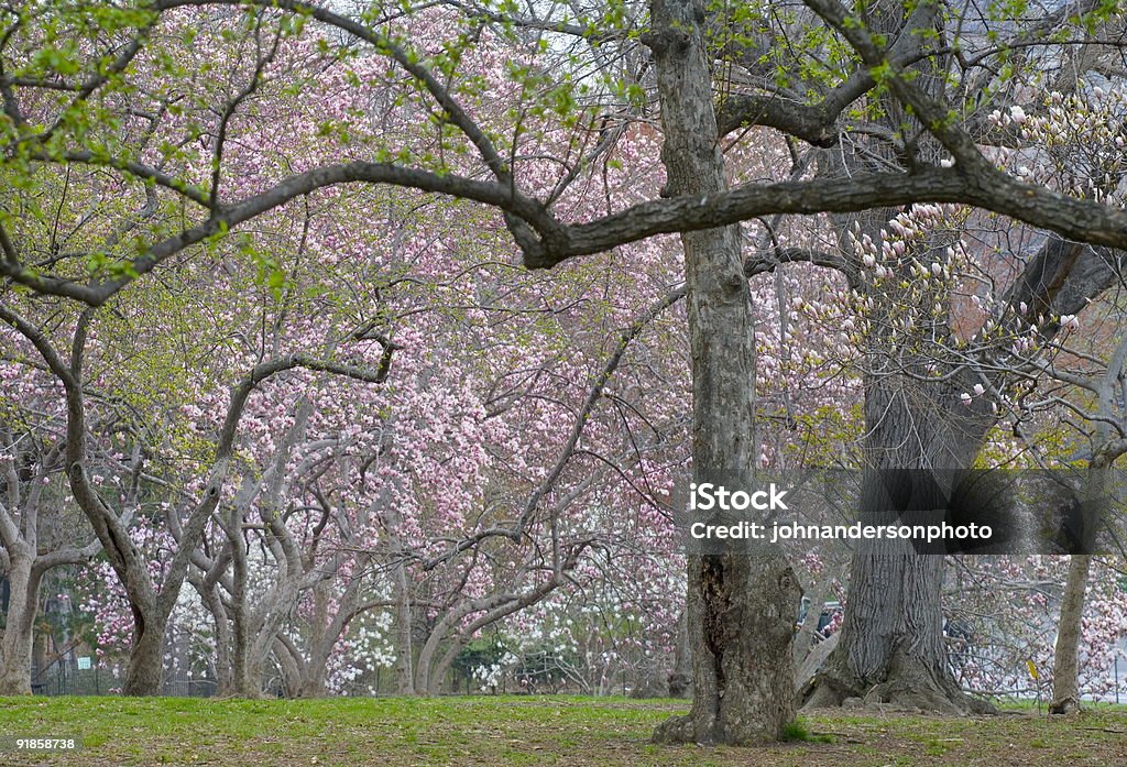 Primavera no Central Park - Foto de stock de Botão - Estágio de flora royalty-free