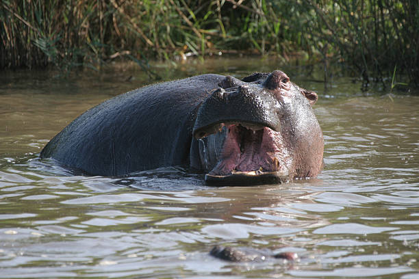 hippo - kruger national park hippopotamus animal mouth animal стоковые фото и изображения