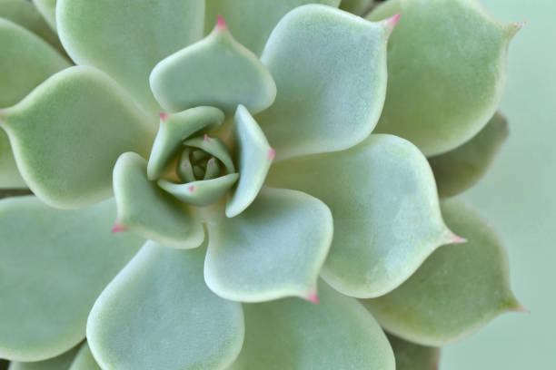 istock Macro of succulent plant - Echeveria 918589502