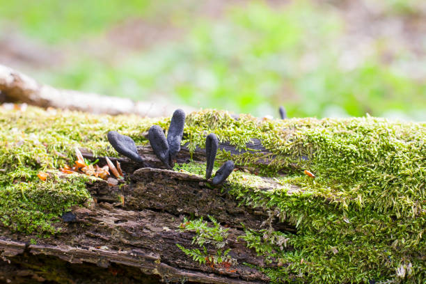 fungo nero xylaria polymorpha su albero caduto - xylaria foto e immagini stock