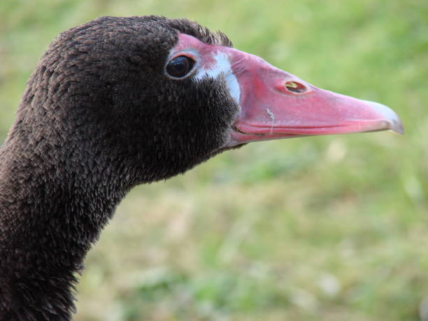 istock Close-up of Black Spur-winged goose's head 918589514